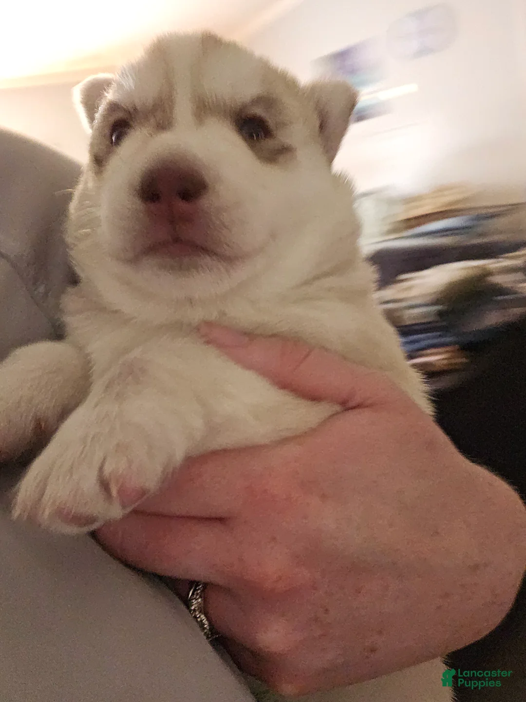 Mixed Breed dogs for sale: Mixed Breed Puppy 1 - Ad 2