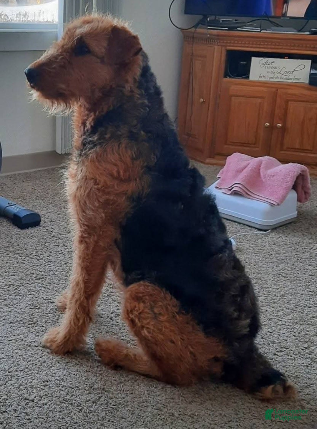 Airedale Terrier dogs Airedale Terrier 3 - Ad 2