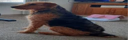 Airedale Terrier dogs for sale: Airedale Terrier 2 - Ad 2