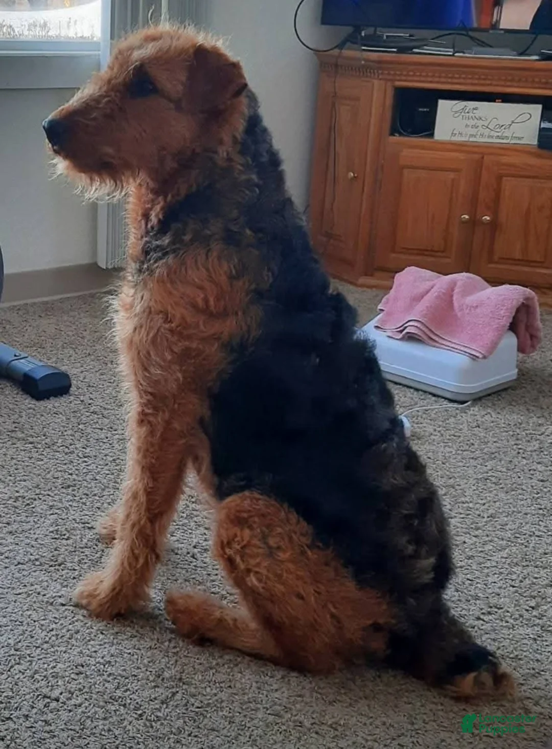 Airedale Terrier dogs for sale: Airedale Terrier 2 - Ad 2
