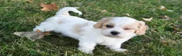Cavachon dogs for sale: Charlie  - Ad 5