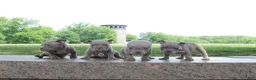 American Bully dogs for sale: American Bully Puppy 1 - Ad 11