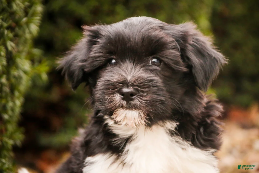 Havanese dogs for sale: Oreo - Ad 6