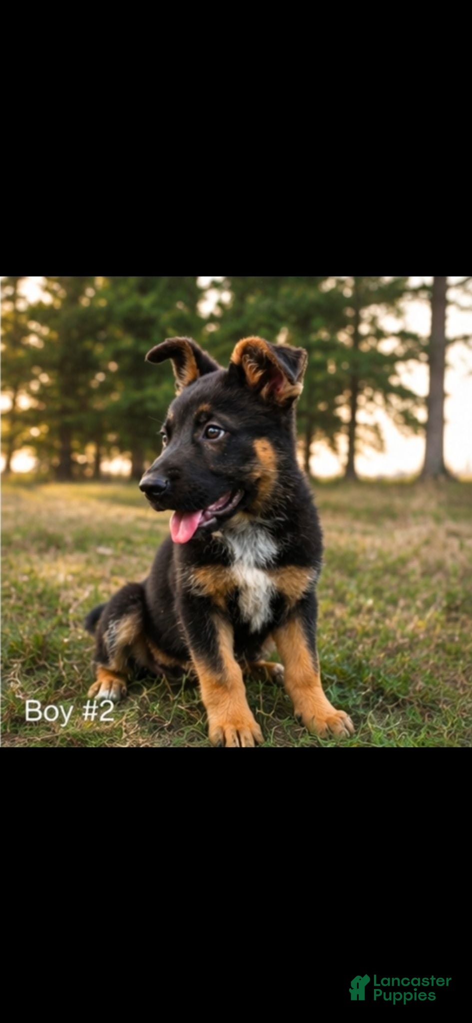 Mixed Breed dogs Mixed Breed 4 - Ad 22