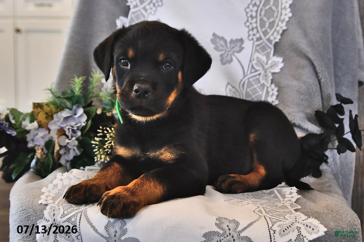 Rottweiler dogs Rocky - Ad 2