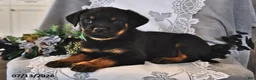 Rottweiler dogs for sale: Rocky - Ad 2
