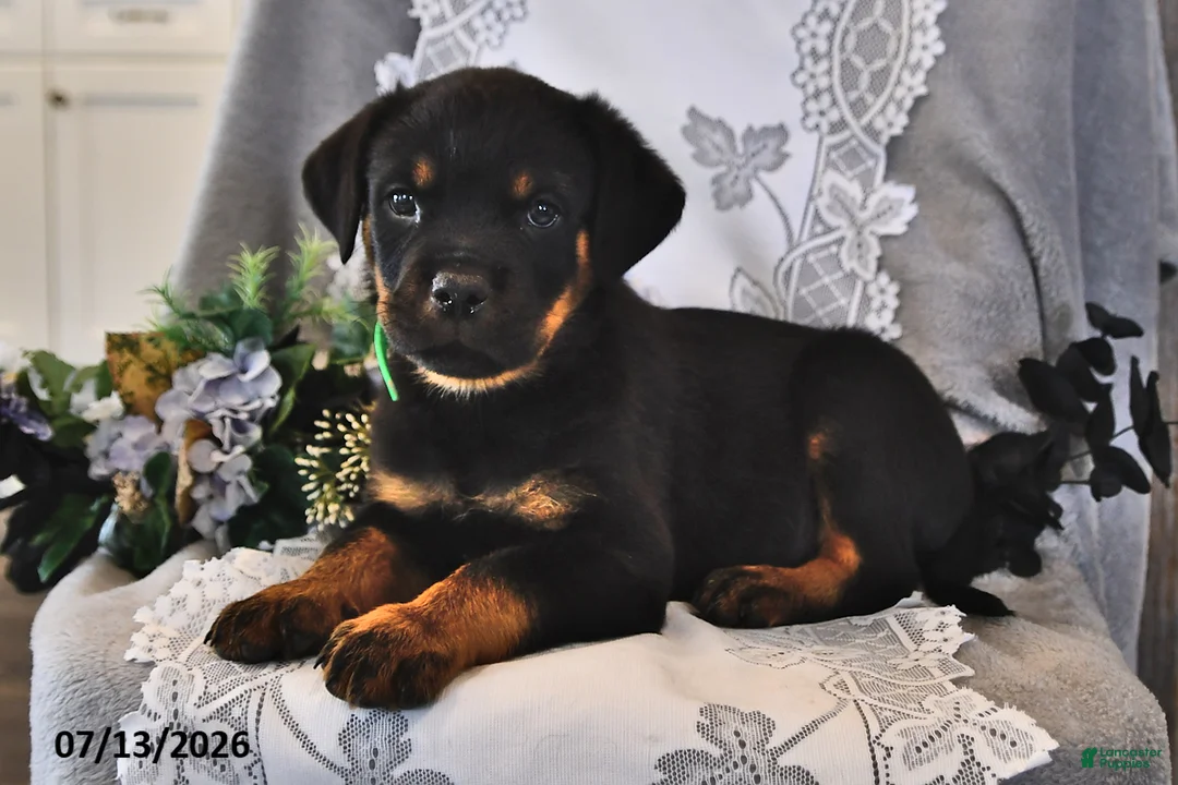 Rottweiler dogs for sale: Rocky - Ad 2