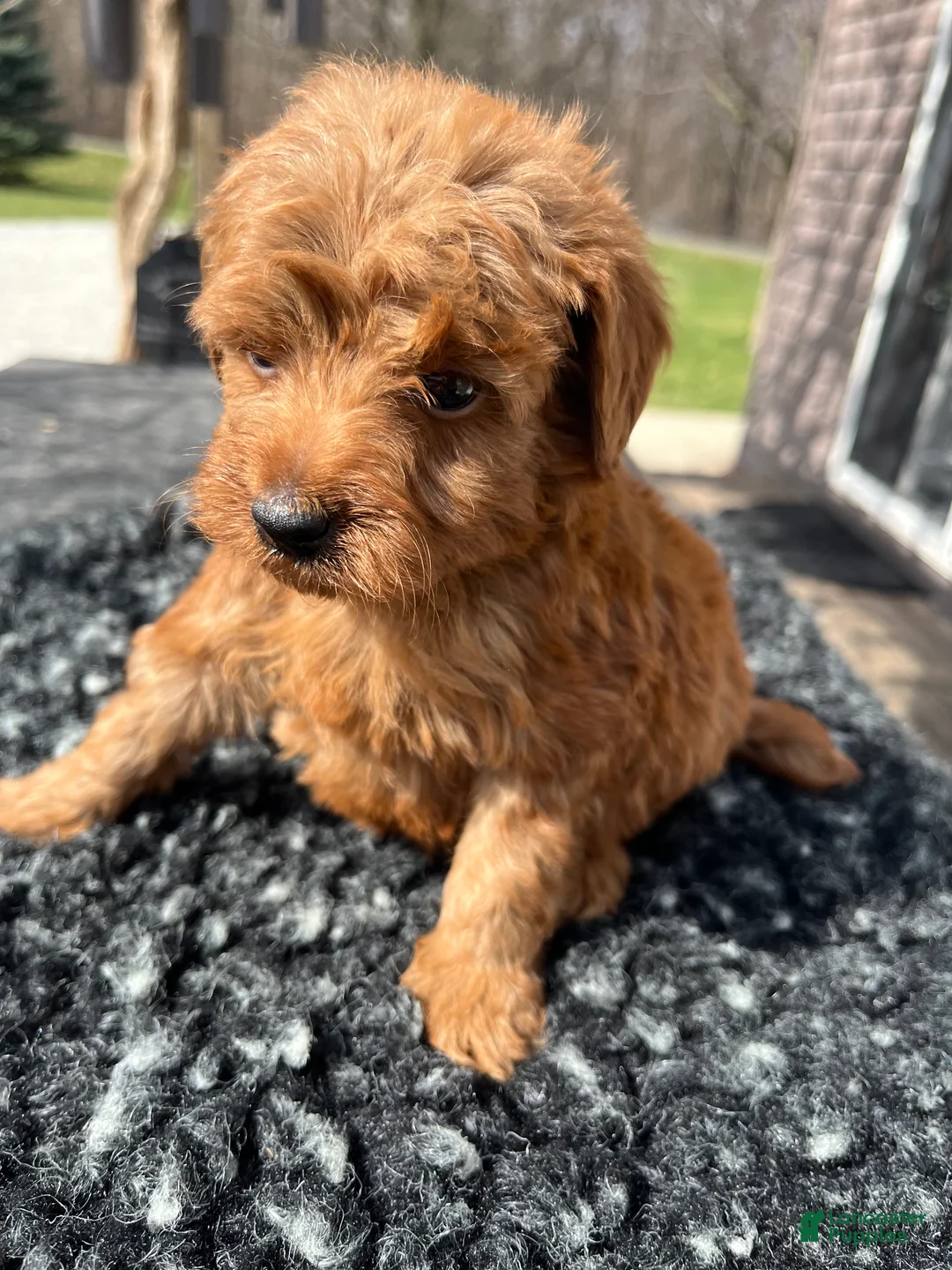 Mini Goldendoodle dogs for sale: Lucy - Ad 5