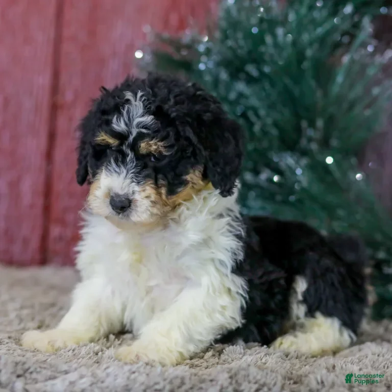Mini Aussiedoodle dogs Sophia - Ad 2