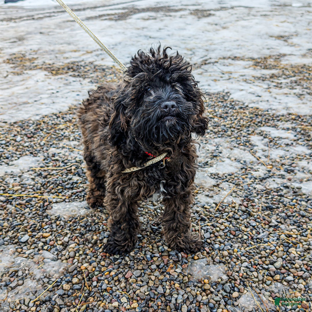 Cockapoo dogs for sale: Jake - Ad 4