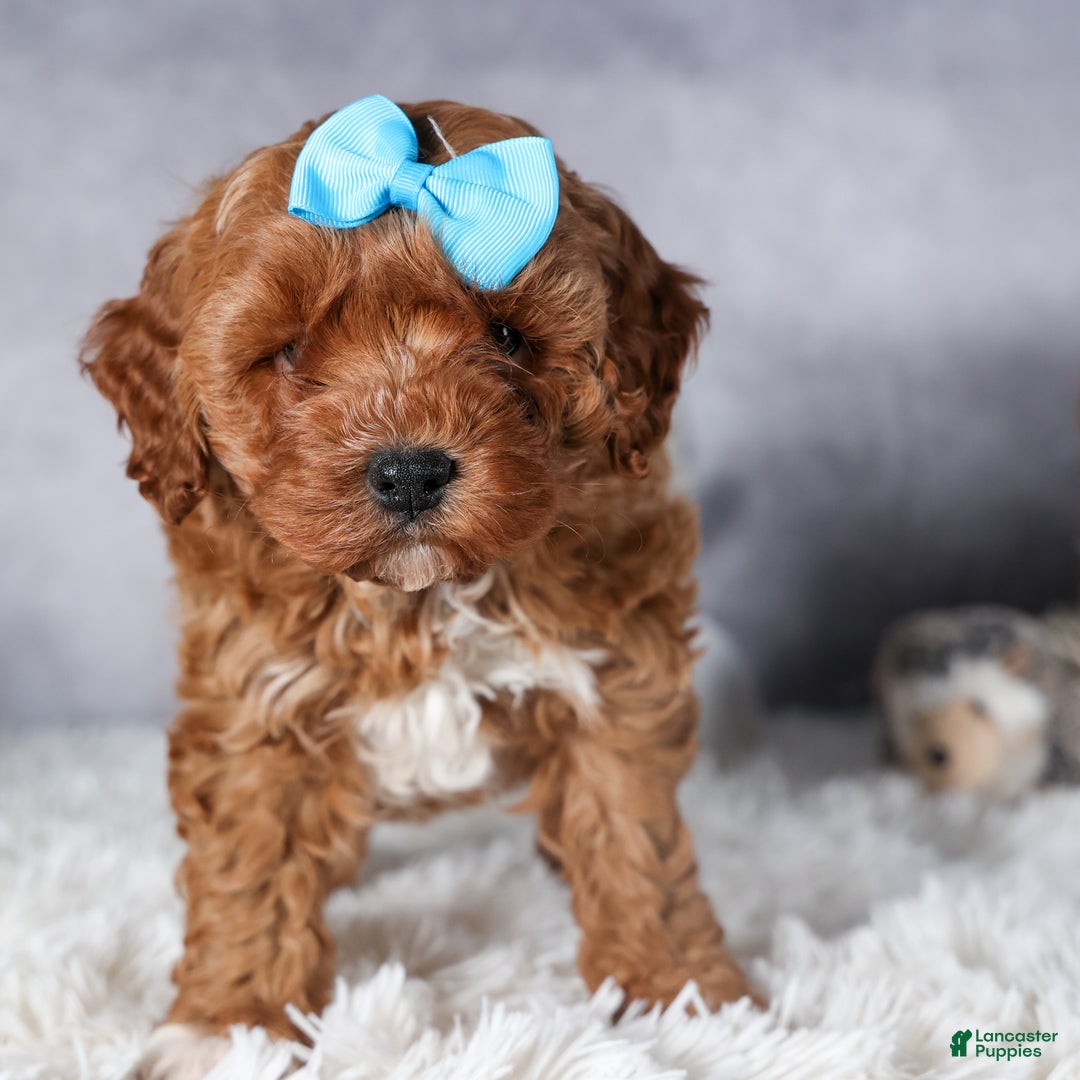 Cavapoo dogs for sale: OLLIE - Ad 4