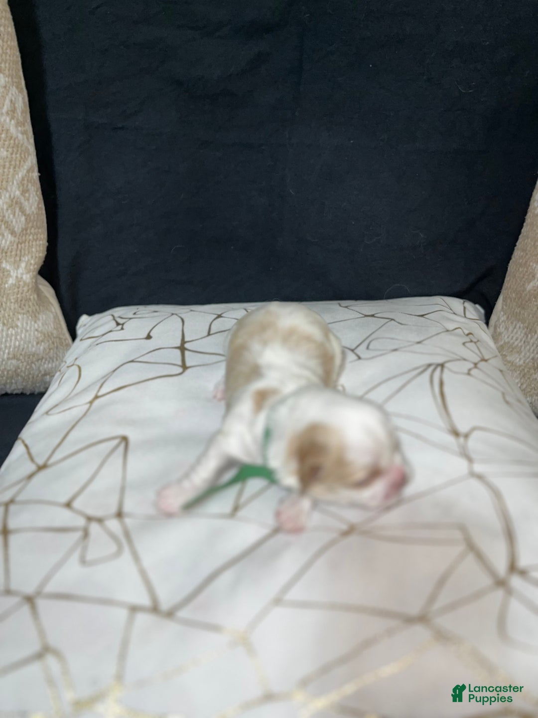 Shih Tzu dogs for sale: Clover - Ad 3