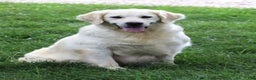 Golden Retriever dogs for sale: Ginger - Ad 2