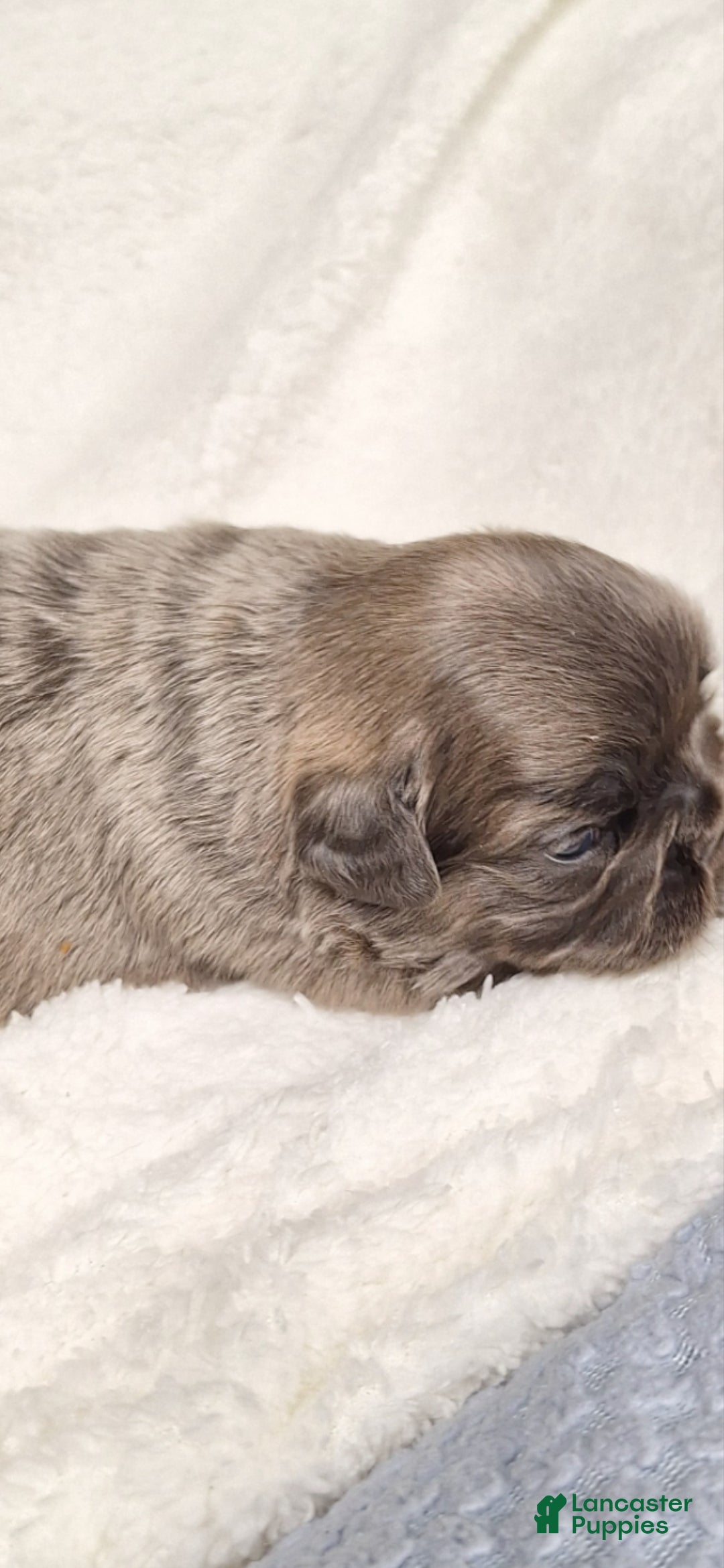 French Bulldog dogs for sale: Fade  - Ad 2