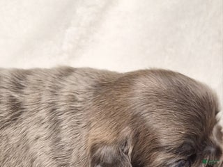 French Bulldog dogs - Ad 16