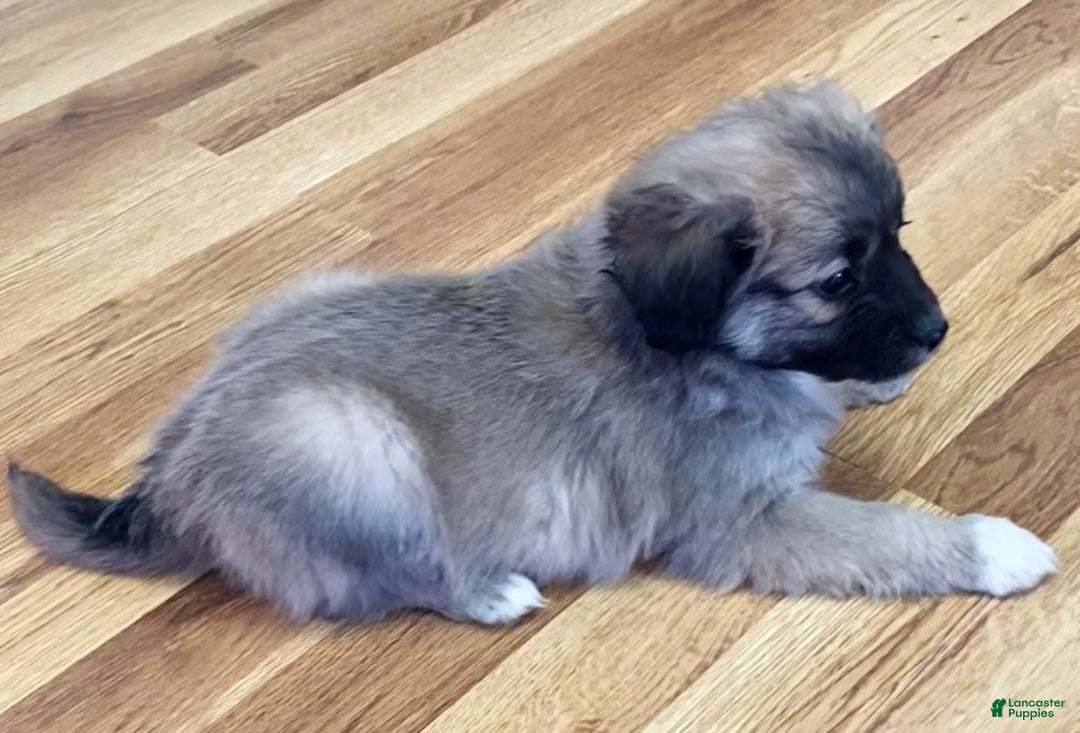 Mini Aussiedoodle dogs for sale: Cooper - Ad 3