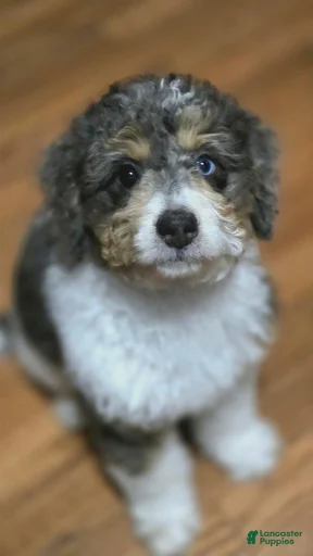 Gallery Image {{count}}