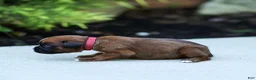 Boxer dogs for sale: Niki Boxer 4 - Ad 3