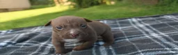 American Bully dogs for sale: Floki - Ad 5
