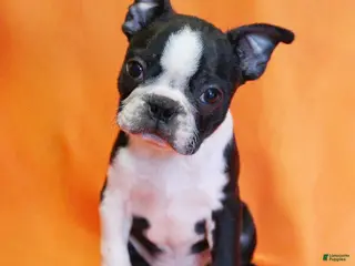 Boston Terrier dogs for sale: Riley - Ad 3