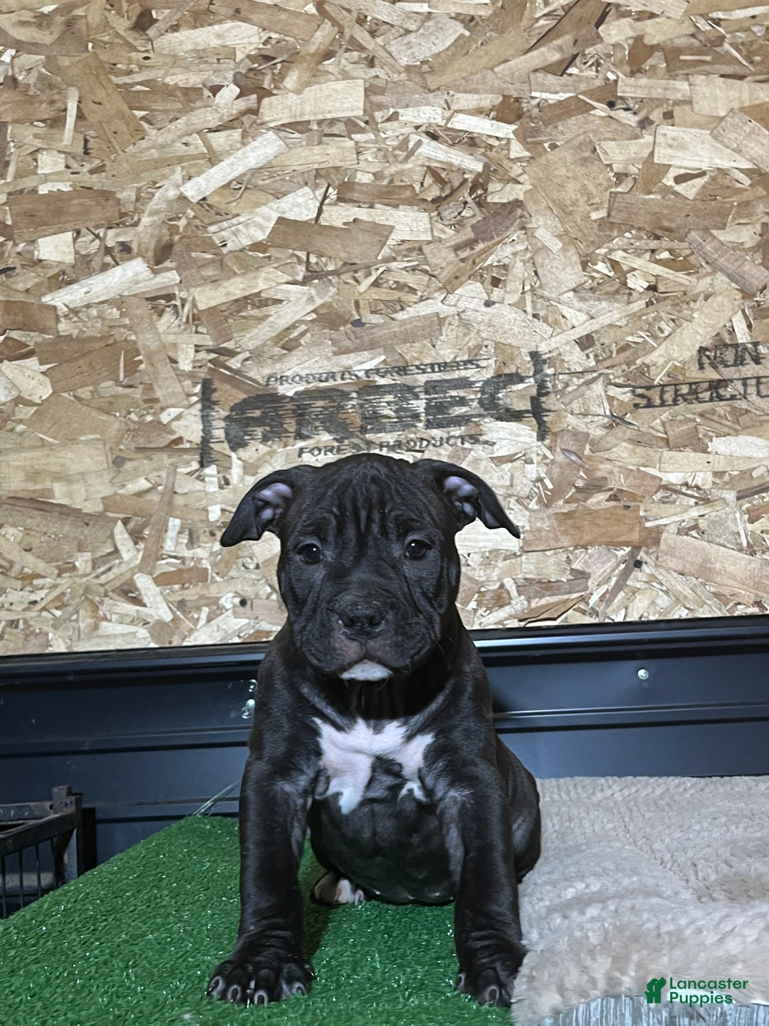 American Bully dogs for sale: Midnight  - Ad 2