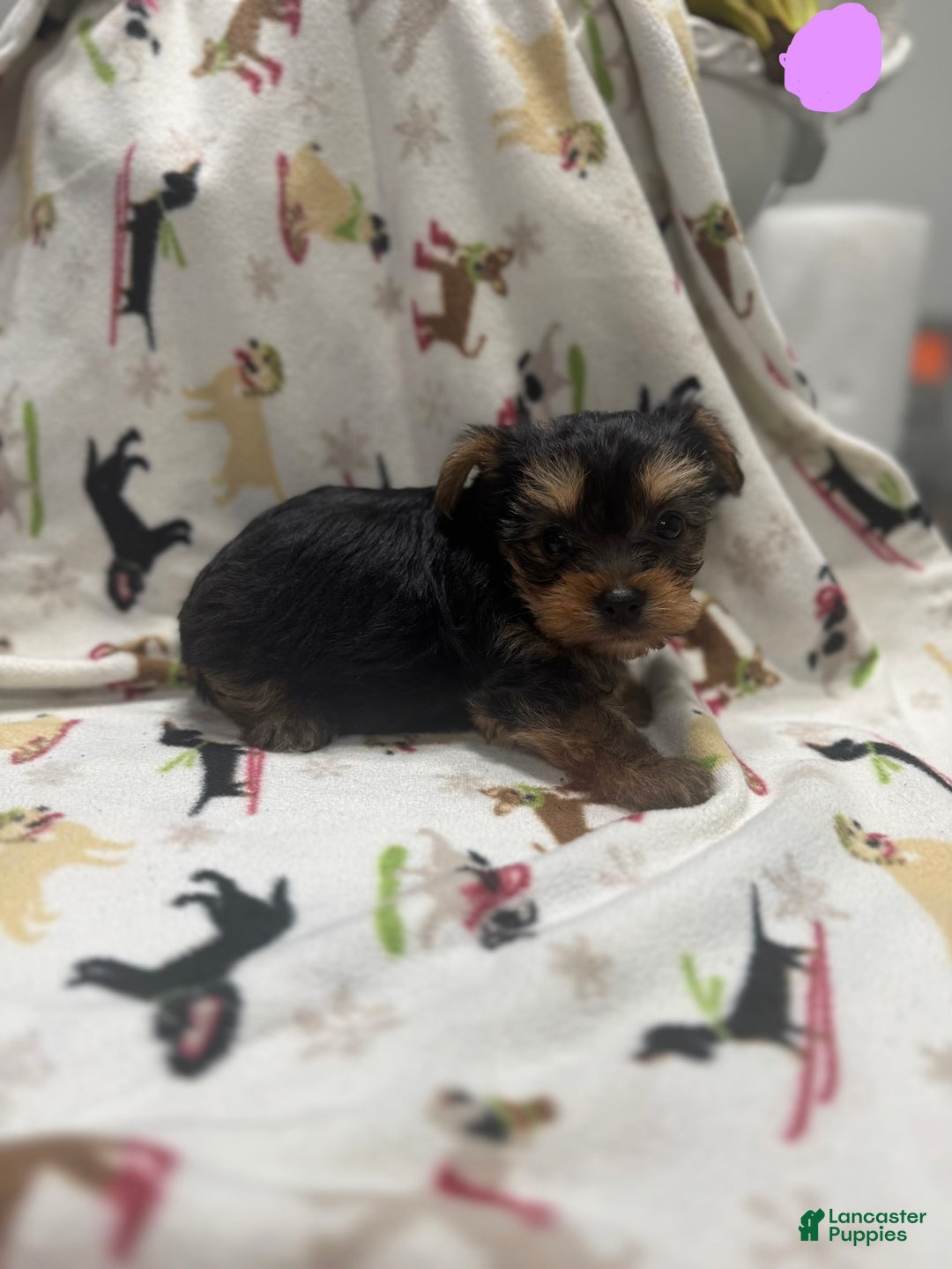 Yorkshire Terrier dogs for sale: Yorkshire Terrier Puppy 5 - Ad 1