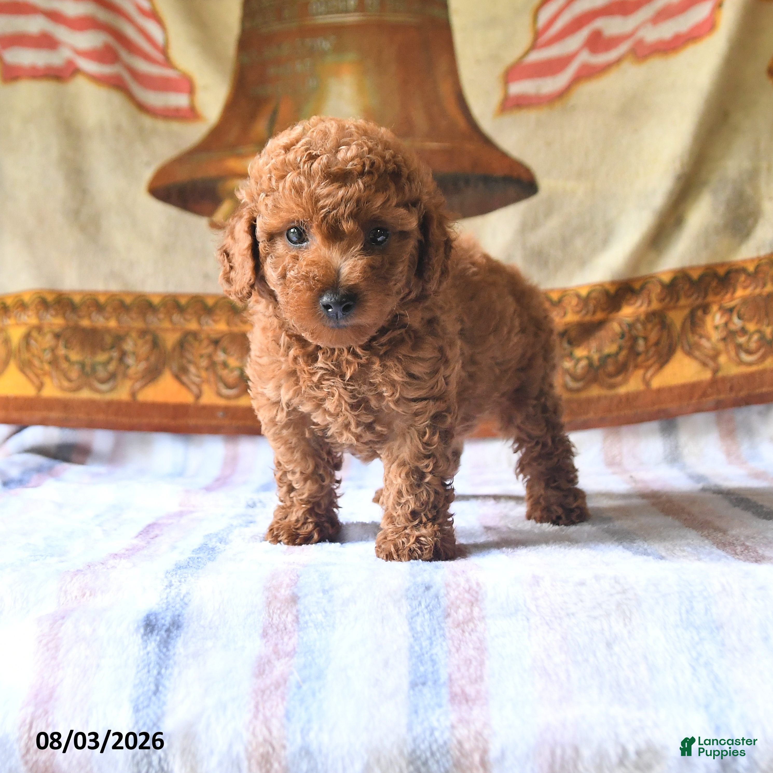Toy Poodle dogs Andrew - Ad 1