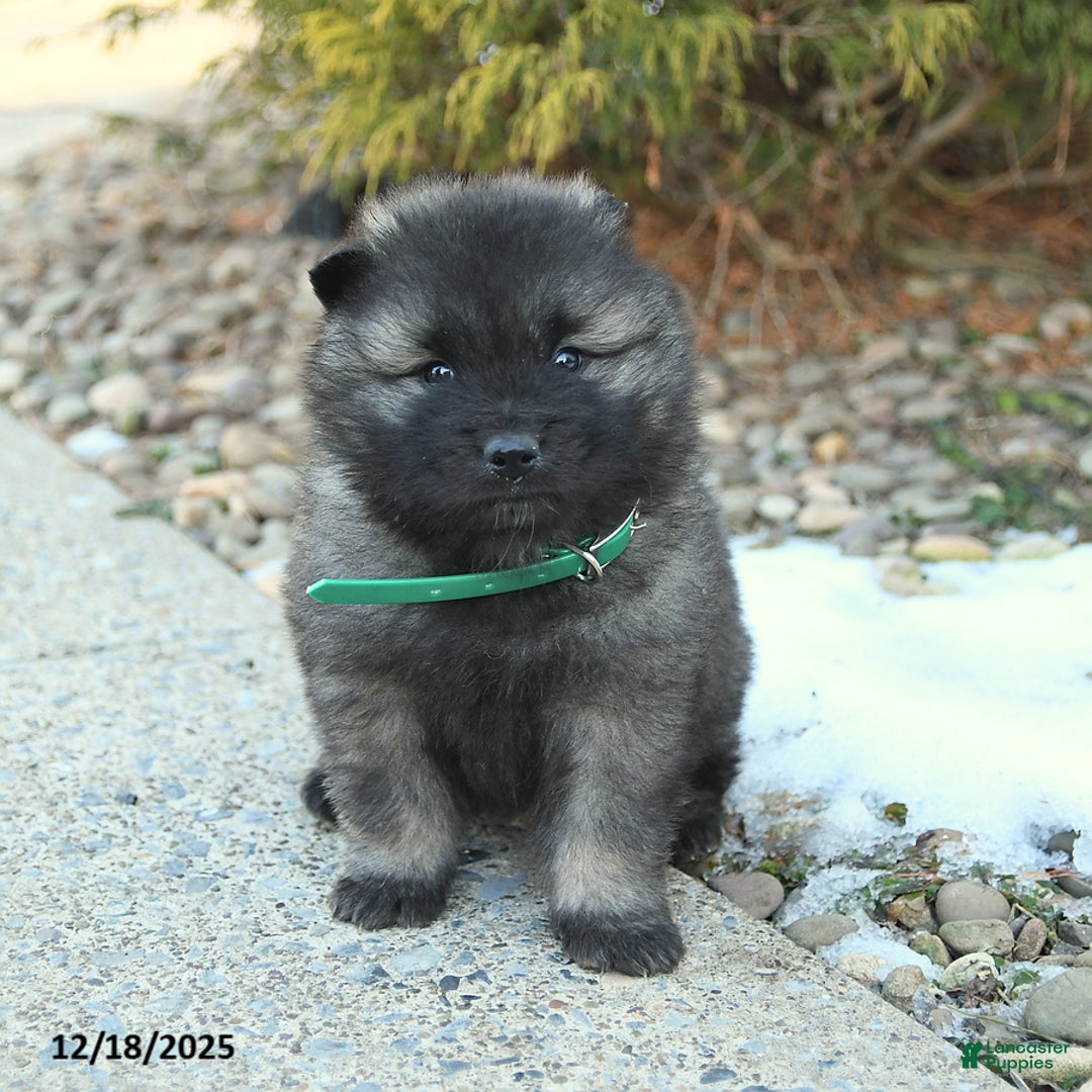 Keeshond dogs for sale: Flame - Ad 2