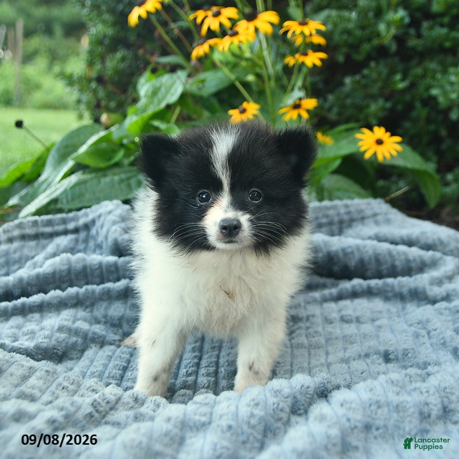 Pomeranian dogs Rocket  - Ad 1