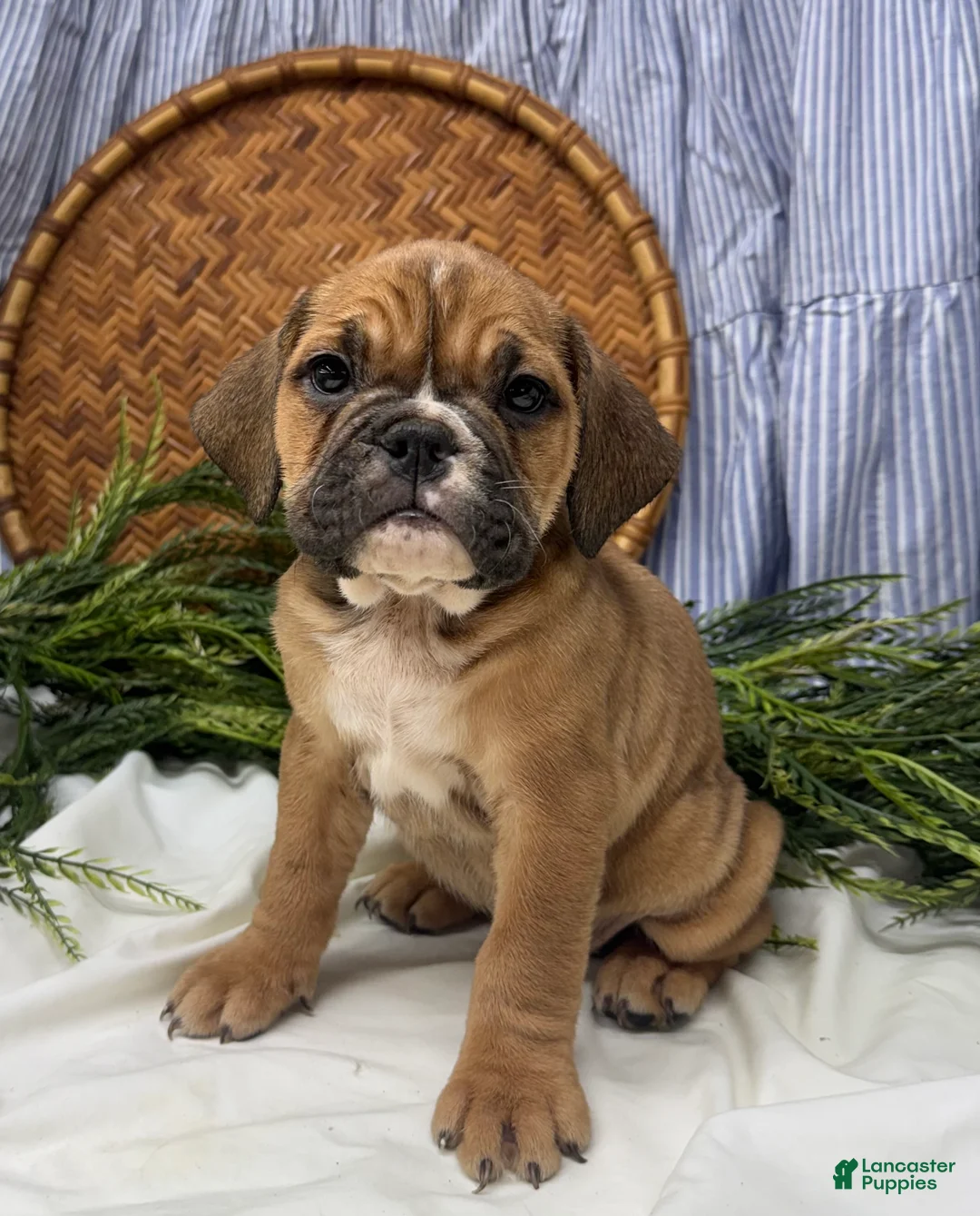English Bulldog dogs for sale: Sarah - Ad 1
