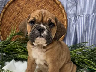 English Bulldog dogs Sarah - Ad 25