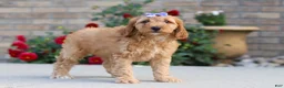 Miniature Labradoodle dogs for sale: Jasmine - Ad 5