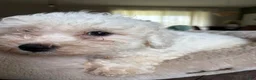 Bichon Frise dogs for sale: Bichon Frise - Ad 4
