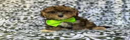Yorkiepoo dogs for sale: Buster - Ad 6
