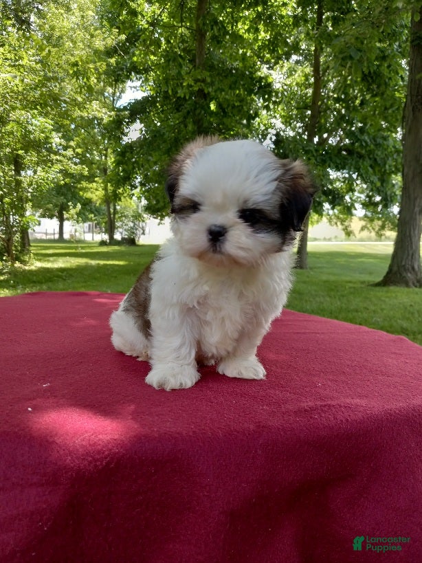 Shih Tzu dogs Buddy - Ad 39