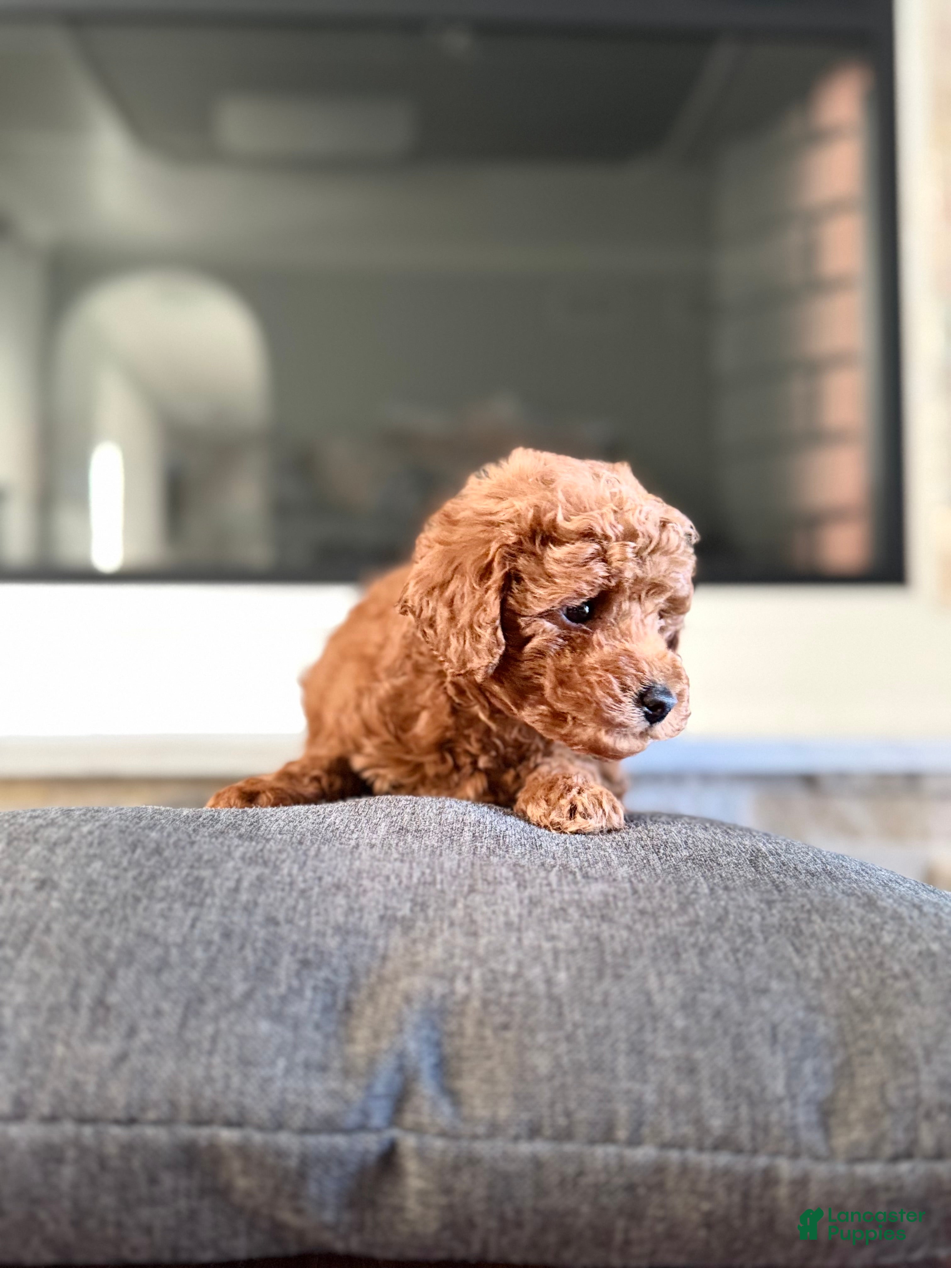 Bichpoo dogs for sale: Vinny - Ad 2