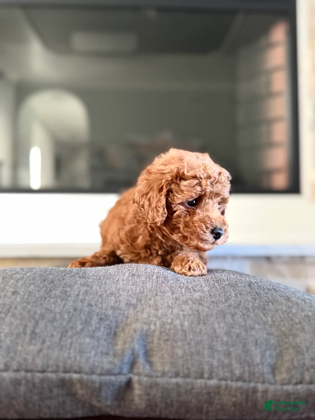 Bichpoo dogs for sale: Vinny - Ad 2