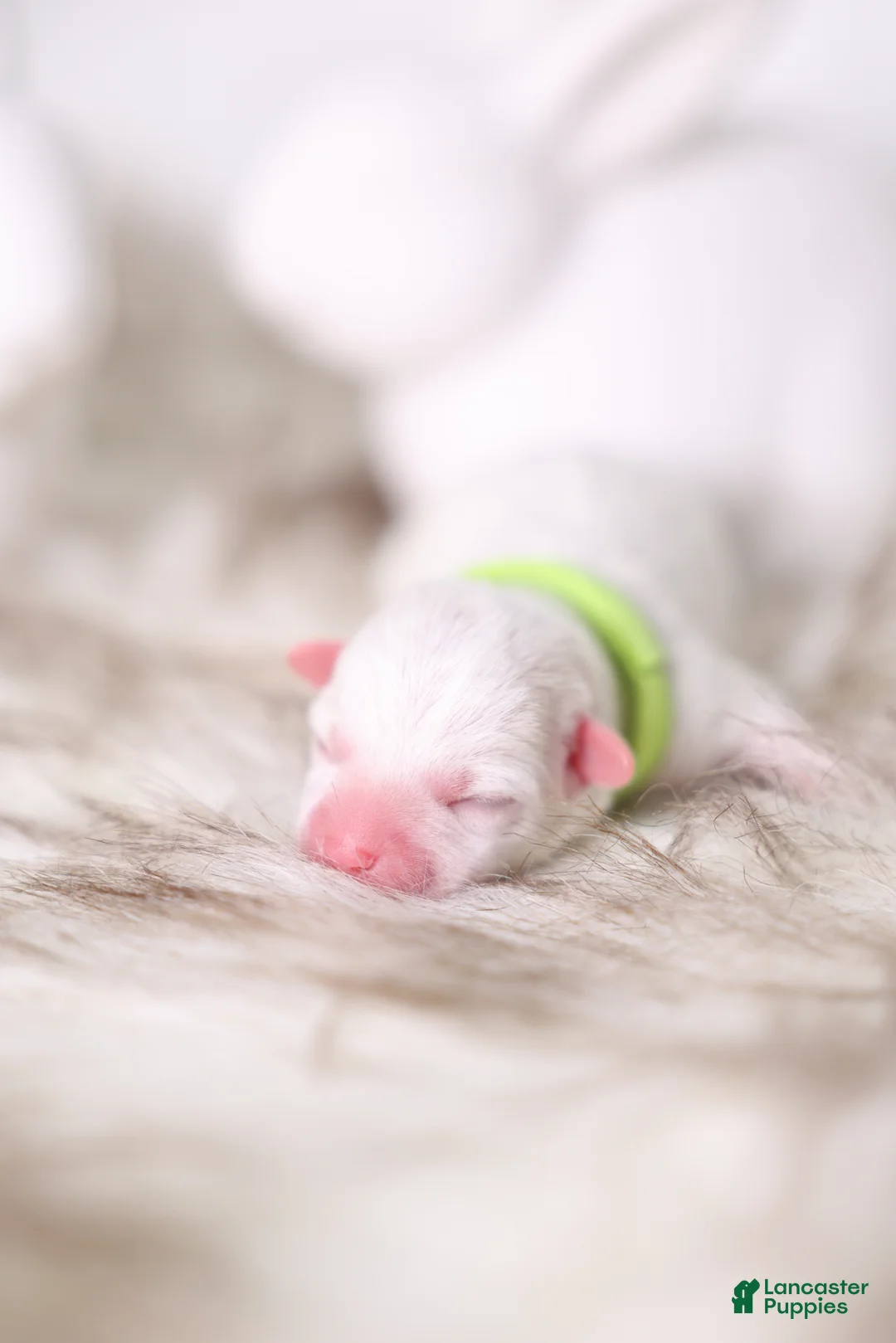 Maltipoo dogs for sale: Small Green - Ad 1