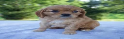 Mixed Breed dogs for sale: Royal - Ad 8
