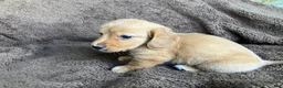 Miniature Dachshund dogs for sale: CHEDDAR, CHEDDAR, CHEDDAR!!! - Ad 6