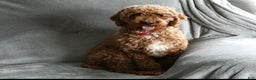 Cavapoochon dogs for sale: Milo - Ad 11