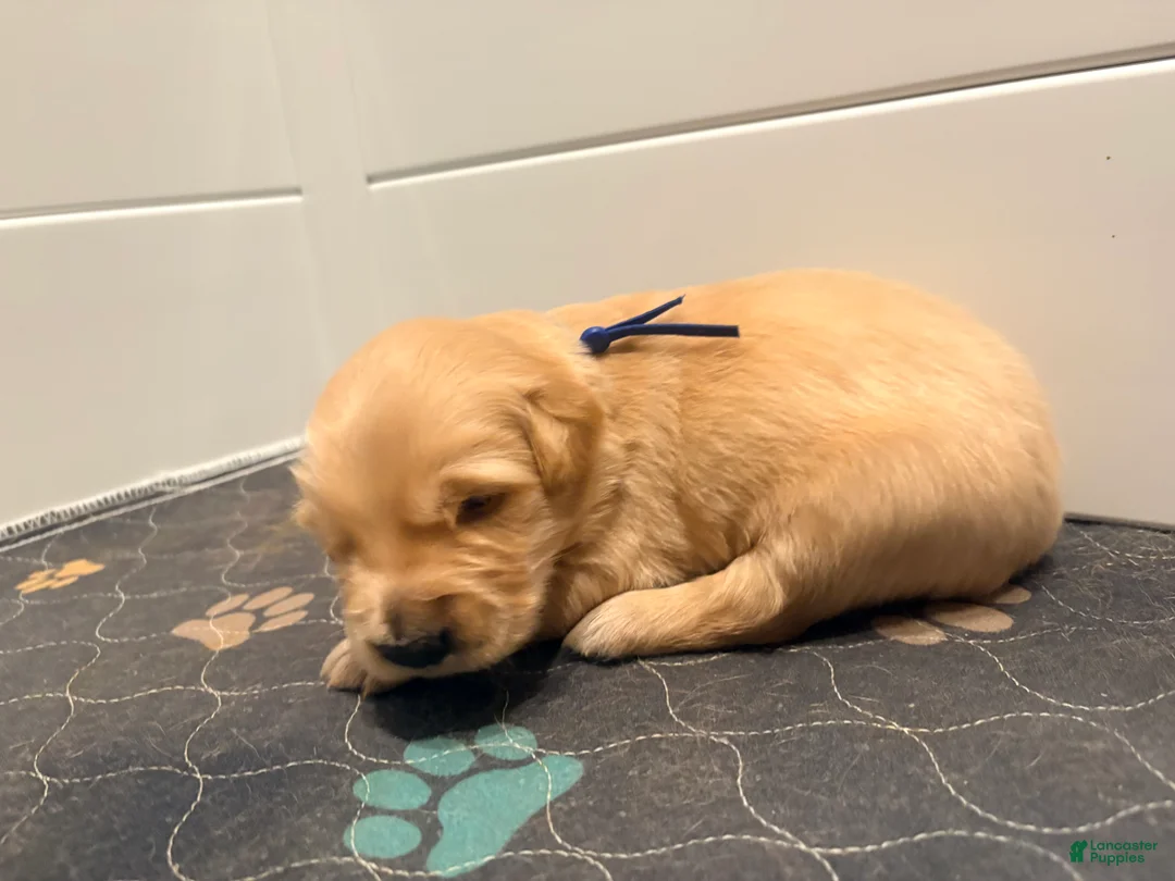 Golden Retriever dogs for sale: Golden Blue Olie - Ad 1