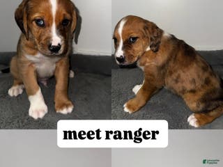 Mixed Breed dogs Ranger - Ad 8