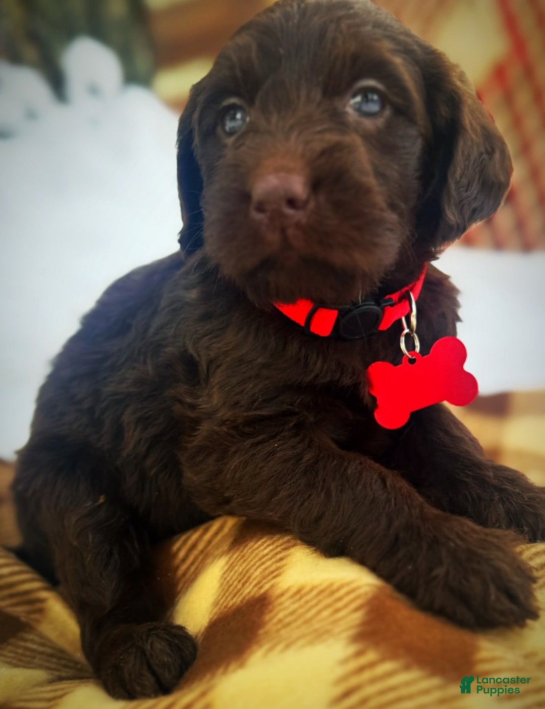 Labradoodle dogs for sale: Labradoodle Puppy 1 - Ad 15