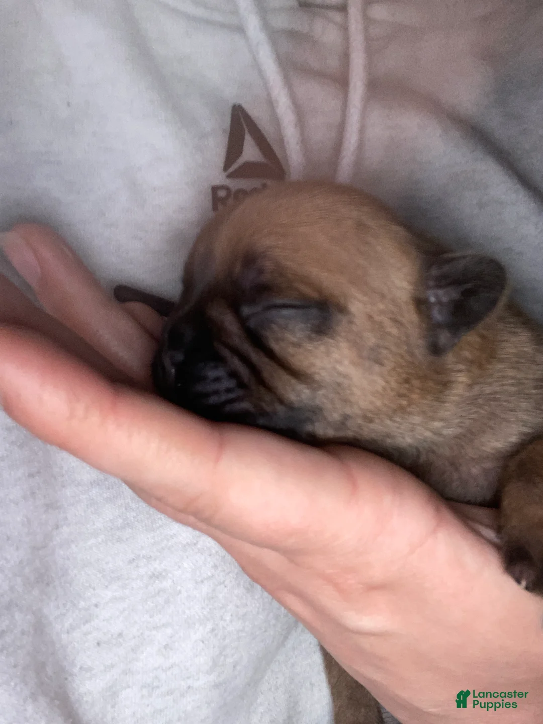French Bulldog dogs for sale: French Bulldog Puppy 2 - Ad 1