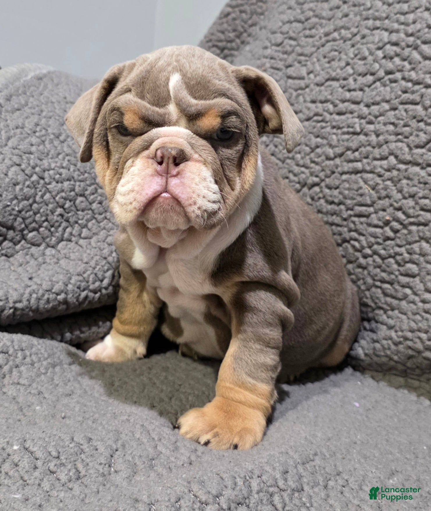 English Bulldog dogs Lynn - Ad 1