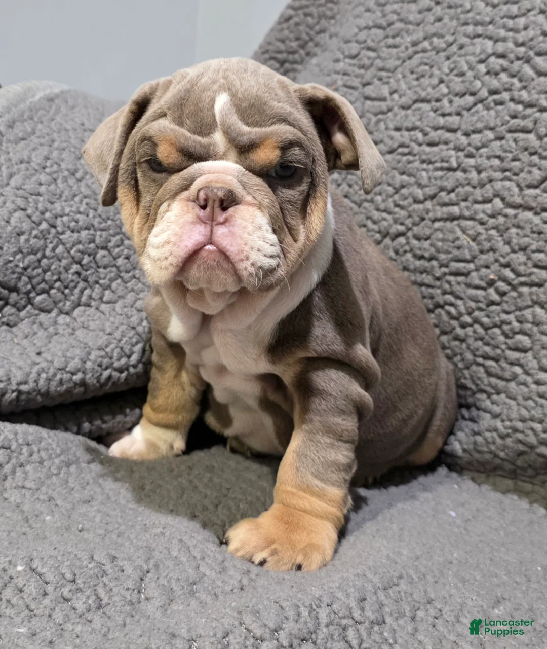 English Bulldog dogs for sale: Lynn - Ad 1
