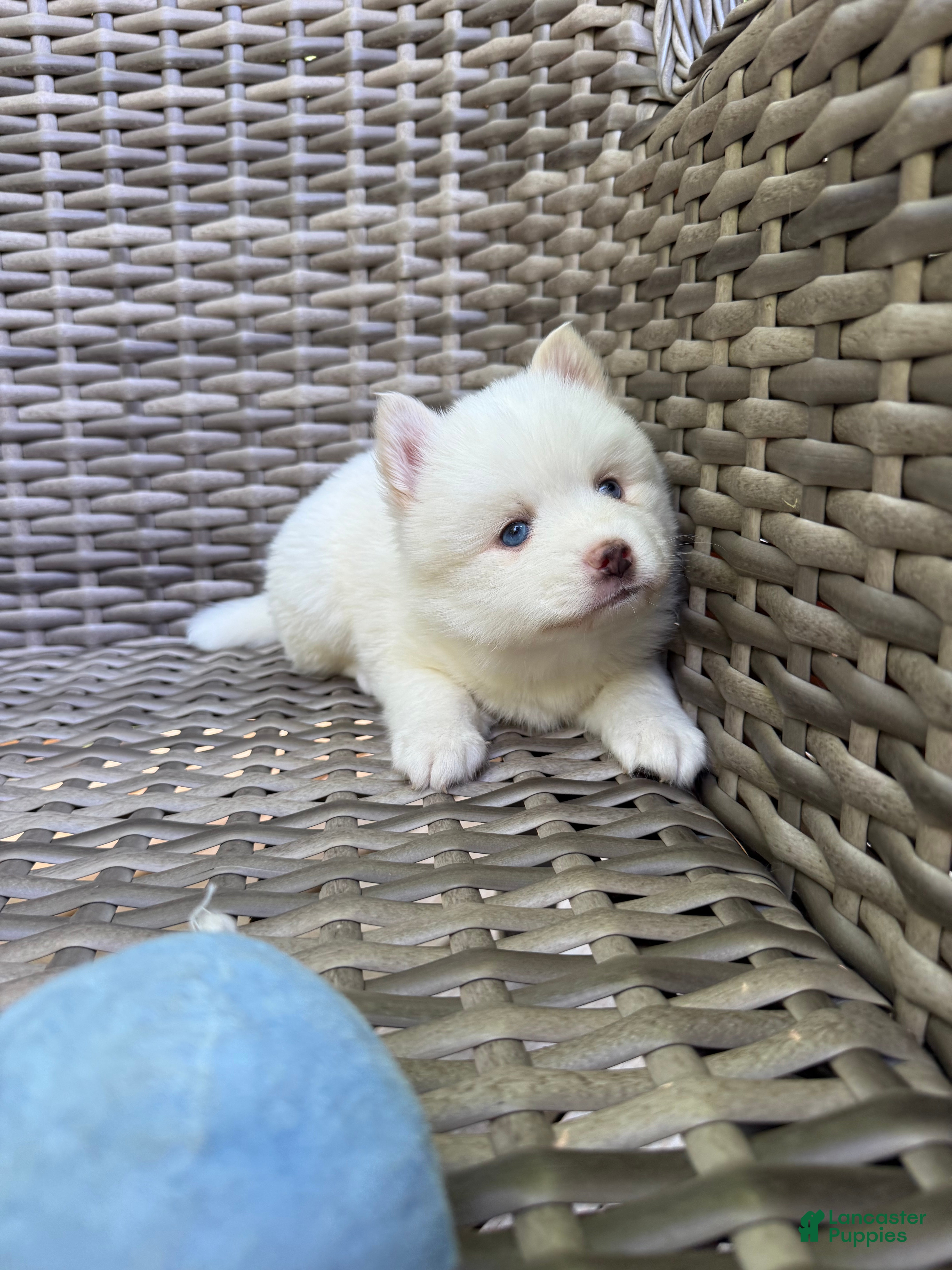 Pomsky dogs Othello - Ad 2