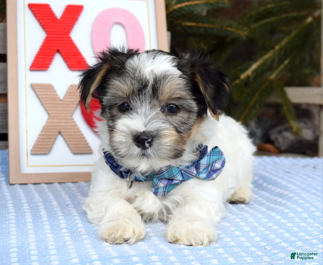 Yorkshire Terrier dogs for sale: Patrick  - Ad 5