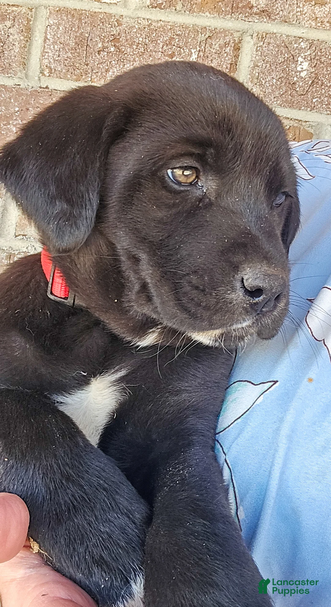 Mixed Breed dogs for sale: Jeff - Puppy 3 - Ad 3